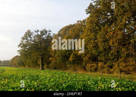 Oakley Wood en automne, Warwickshire, Angleterre, Royaume-Uni Banque D'Images