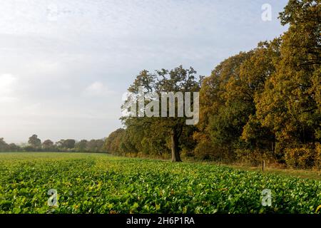 Oakley Wood en automne, Warwickshire, Angleterre, Royaume-Uni Banque D'Images