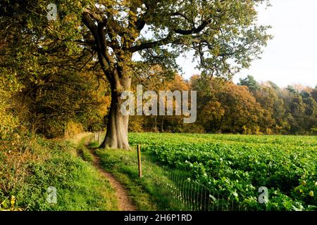 Oakley Wood en automne, Warwickshire, Angleterre, Royaume-Uni Banque D'Images