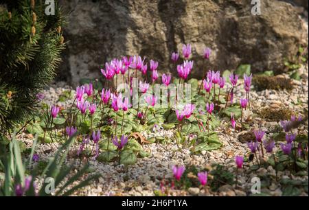 Cyclamen alpin, Cyclamen purpurascens.Belles fleurs roses frappantes, vivaces tubéreuses, un membre de la famille des Primulacées, avec des feuilles tachetées Banque D'Images