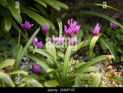 Cyclamen alpin, Cyclamen purpurascens.Belles fleurs roses frappantes, vivaces tubéreuses, un membre de la famille des Primulacées, avec des feuilles tachetées Banque D'Images