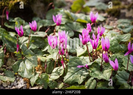 Cyclamen alpin, Cyclamen purpurascens.Belles fleurs roses frappantes, vivaces tubéreuses, un membre de la famille des Primulacées, avec des feuilles tachetées Banque D'Images