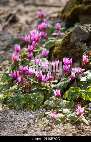 Cyclamen alpin, Cyclamen purpurascens.Belles fleurs roses frappantes, vivaces tubéreuses, un membre de la famille des Primulacées, avec des feuilles tachetées Banque D'Images