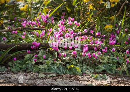 Cyclamen alpin, Cyclamen purpurascens.Belles fleurs roses frappantes, vivaces tubéreuses, un membre de la famille des Primulacées, avec des feuilles tachetées Banque D'Images