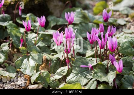 Cyclamen alpin, Cyclamen purpurascens.Belles fleurs roses frappantes, vivaces tubéreuses, un membre de la famille des Primulacées, avec des feuilles tachetées Banque D'Images