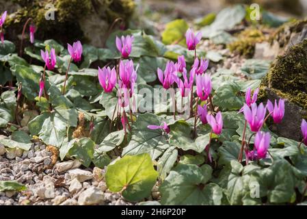 Cyclamen alpin, Cyclamen purpurascens.Belles fleurs roses frappantes, vivaces tubéreuses, un membre de la famille des Primulacées, avec des feuilles tachetées Banque D'Images