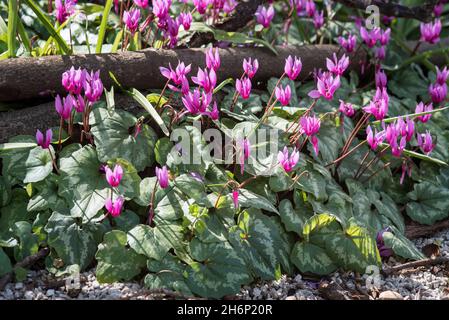 Cyclamen alpin, Cyclamen purpurascens.Belles fleurs roses frappantes, vivaces tubéreuses, un membre de la famille des Primulacées, avec des feuilles tachetées Banque D'Images