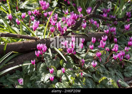 Cyclamen alpin, Cyclamen purpurascens.Belles fleurs roses frappantes, vivaces tubéreuses, un membre de la famille des Primulacées, avec des feuilles tachetées Banque D'Images