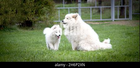 Un chien adulte de la race Samoyed est assis sur la pelouse à côté d'un chiot Samoyed.différentes générations de chiens.le concept de la maternité chez les animaux Banque D'Images