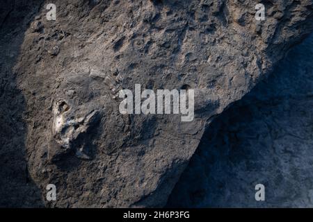 Crâne fossilisé d'une chèvre dans une formation rocheuse à la baie d'Authie près de Berck sur mer en France.Même l'oeil, les dents et les cornes sont bien conservés Banque D'Images