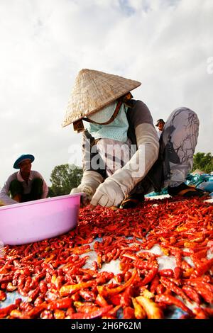 VIETNAM.RÉGION DU SUD.SÉCHAGE ET TRI DES POIVRONS Banque D'Images