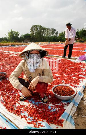 VIETNAM.RÉGION DU SUD.SÉCHAGE ET TRI DES POIVRONS Banque D'Images