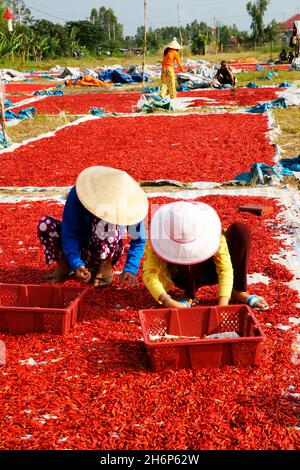 VIETNAM.RÉGION DU SUD.SÉCHAGE ET TRI DES POIVRONS Banque D'Images