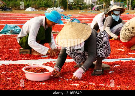 VIETNAM.RÉGION DU SUD.SÉCHAGE ET TRI DES POIVRONS Banque D'Images