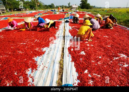 VIETNAM.RÉGION DU SUD.SÉCHAGE ET TRI DES POIVRONS Banque D'Images