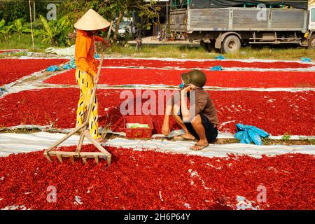 VIETNAM.RÉGION DU SUD.SÉCHAGE ET TRI DES POIVRONS Banque D'Images