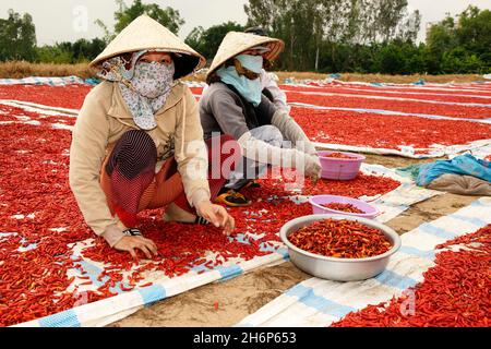 VIETNAM.RÉGION DU SUD.SÉCHAGE ET TRI DES POIVRONS Banque D'Images