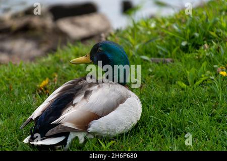Canard colvert mâle reposant dans l'herbe sur le rivage Banque D'Images