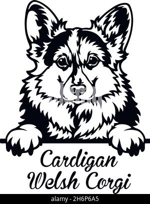 Cardigan Welsh Corgi Peeking Dog - tête isolée sur blanc - vecteur stock Illustration de Vecteur