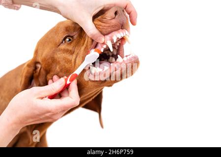 Femme utilisant une brosse à dents pour clamer les dents des chiens.Élimination de la plaque dentaire, concept de dents de chien saines.Hygiène dentaire canine. Banque D'Images