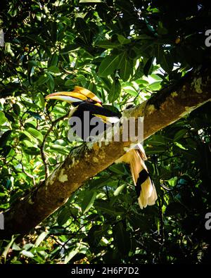 Hornbill est le plus grand oiseau de Thaïlande.Photo prise au parc national de Khao Yai. Banque D'Images