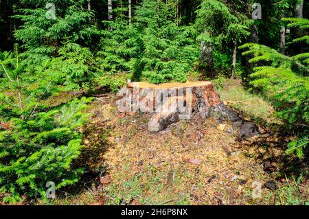 Une vieille souche d'arbre dans une forêt de conifères.Dans la glade de la forêt, de jeunes sapins poussent. Banque D'Images