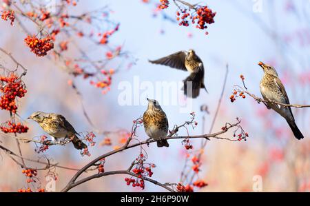 Groupe d'oiseaux mangeant des baies sur l'arbre rowan.Tarif de champ (Turdus pilaris).Heure d'automne Banque D'Images