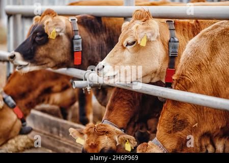 Industrie laitière de l'élevage. Les vaches en jersey rouge se tiennent dans une cale mangeant du foin. Banque D'Images