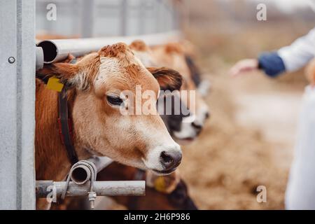 Les chercheurs zoomédicaux effectuent un travail sélectif avec les vaches reproductrices. Banque D'Images