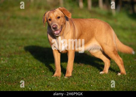 Magnifique Boxador jeune photographié à l'extérieur sur un fond d'automne.Boxador est une race mixte entre Labrador et Boxer. Banque D'Images