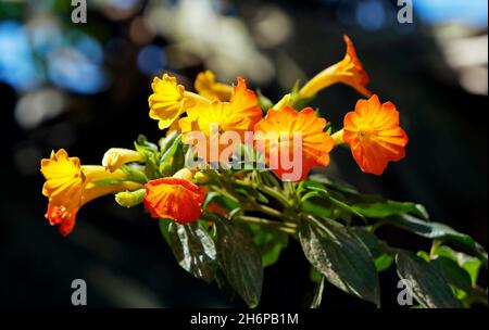 Marmelade de fleurs de brousse ou de feu de brousse (Streptosolen jamesonii) sur le jardin à Tiradentes, Minas Gerais, Brésil Banque D'Images
