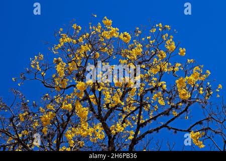 Trompette d'or ou ipe jaune (Handroanthus chrysotrichus), Tiradentes, Brésil Banque D'Images