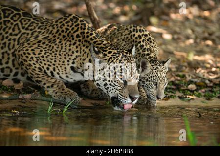 Une mère sauvage de Jaguar et son cub qui boit de l'eau à North Pantanal, au Brésil Banque D'Images