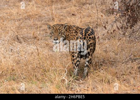 Un Jaguar masculin de North Pantanal Banque D'Images