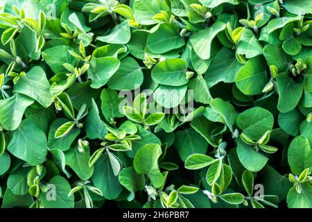 Jeunes plants de soja sur le terrain.Tiges plantes vertes de soja en période de croissance active.Arrière-plan des feuilles de soja.Vue de dessus. Banque D'Images