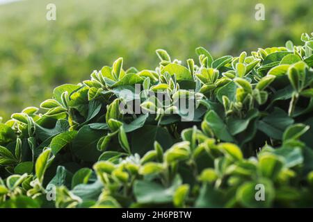 Jeunes plants de soja sur le terrain.Tiges plantes vertes de soja en période de croissance active.Arrière-plan des feuilles de soja Banque D'Images