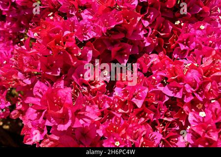 Fleurs de bougainvilliers roses (bougainvilliers glabra) Banque D'Images