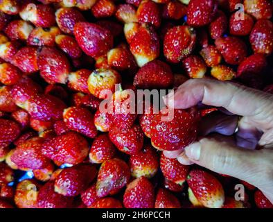 Katmandou, Bagmati, Népal.17 novembre 2021.Une femme choisit des fraises sur un marché local à Katmandou, au Népal, le 17 novembre 2021.(Image de crédit : © Sunil Sharma/ZUMA Press Wire) Banque D'Images