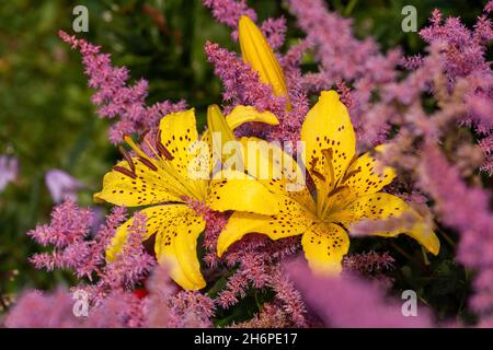 Arrangement floral vif de lys jaunes et d'astilba rose.Fleurs dans le jardin en gouttes de pluie Banque D'Images