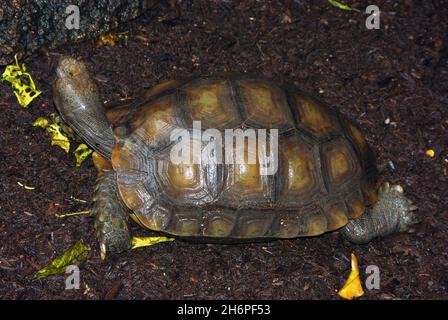 La tortue forestière asiatique (Manouria emys), également connue sous le nom de tortue brune asiatique, est une espèce de tortue de la famille des Testudinidae Banque D'Images