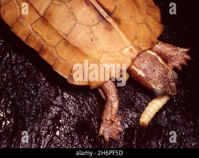 La tortue à feuilles noires (Geoemyda spengleri), également appelée tortue à feuilles vietnamienne ou tortue à côtes noires, nourrissant la larve de la carthère de la cire Banque D'Images