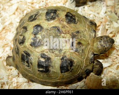 Tortue épontée de la Méditerranée nouvellement éclos (Testudo graeca) Banque D'Images