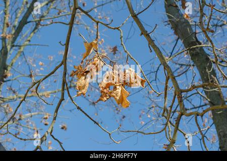 Gros plan des graines de frêne sur une branche.Grappes de graines séchées brunes sur un arbre dans un parc de la ville contre un ciel bleu.Un jour d'automne ensoleillé.Sélection Banque D'Images