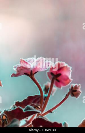 Les bourgeons des violettes roses poussent et s'étirent vers le haut.Photo verticale. Banque D'Images