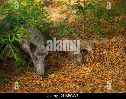 Mère et les jeunes animaux cochon sauvage dans la Forêt-Noire à la recherche de nourriture Baden Baden, Allemagne Banque D'Images