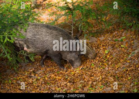 Mère et les jeunes animaux cochon sauvage dans la Forêt-Noire à la recherche de nourriture Baden Baden, Allemagne Banque D'Images