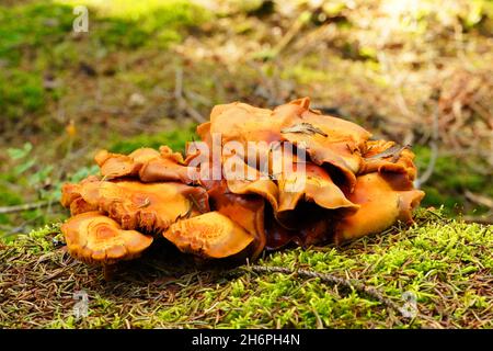Brunir le champignon de l'arbre en gros plan. Banque D'Images