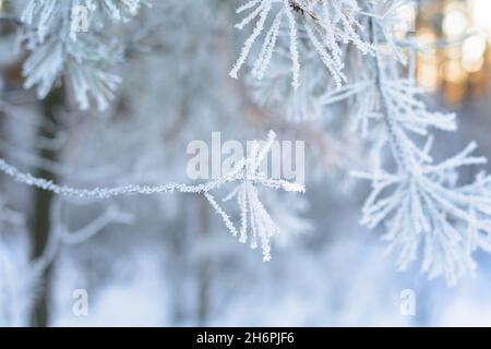 vue panoramique sur la forêt d'hiver de pins et d'épinettes dans la neige sur les branches. paysage. les rayons du soleil au coucher du soleil illuminent la neige. Banque D'Images