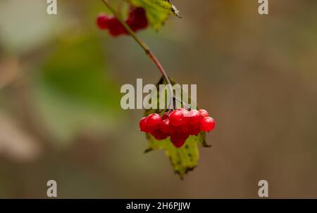 Guelder-rose, Arnside, Milnthorpe, Cumbria, Royaume-Uni Banque D'Images