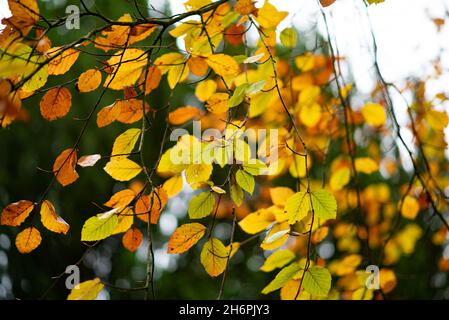 Feuilles d'automne, Chipping, Preston, Lancashire, Royaume-Uni. Banque D'Images